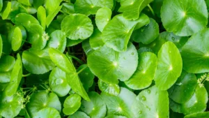 Centella asiatica