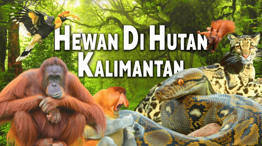 Hutan Kalimantan